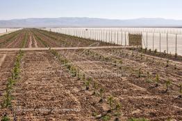 Image du Maroc Professionnelle de  Des fermes de grandes dimensions avec des terres agricoles qui ont profité de l’épierrage, d'un tri et enfin du broyage des roches cela a permis de créer des champs de grandes dimensions que l’on a divisés en zones séparées par des filets dans le but de les protéger contre l'action du vent. Avant de procédé à la plantation des orangers on avait équipé le sol d’un système moderne d'arrosage qui laisse passer l’eau petit à petit, dit "goutte à goutte" dans une nouvelle ferme moderne à Chichaoua, Mardi 27 Février 2007. (Photo / Abdeljalil Bounhar) 